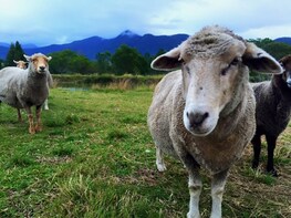 Farm Animal Experience