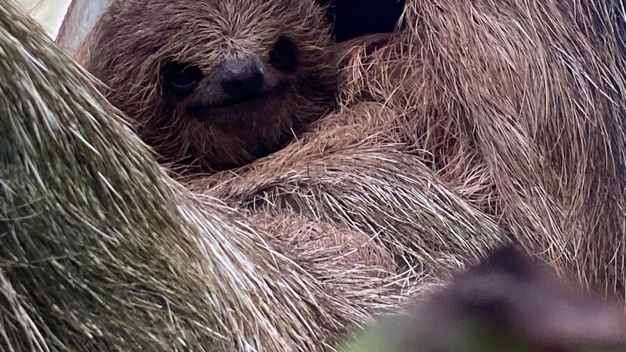 Sloth Adventure From Guanacaste