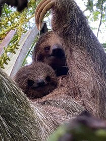 グアナカステからのナマケモノ・アドベンチャー