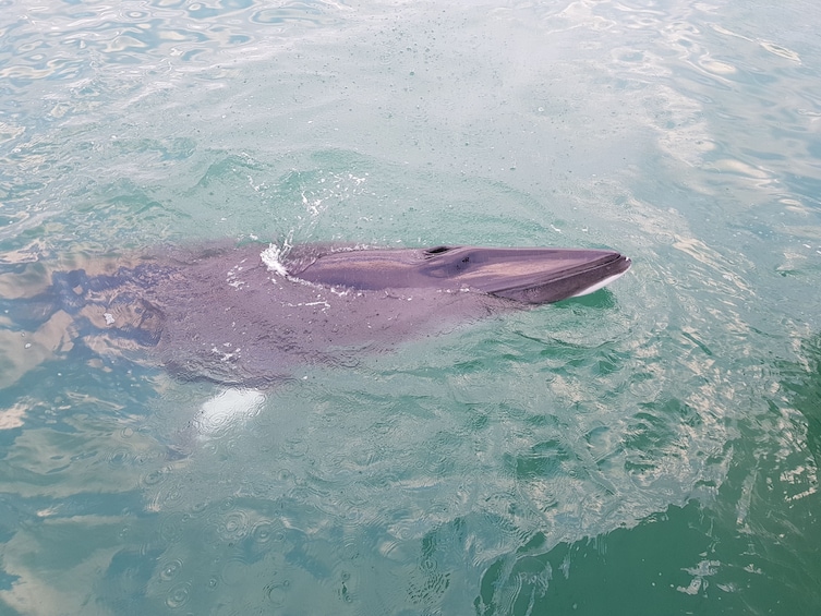 Whale brings head above water in Faxaflói Bay