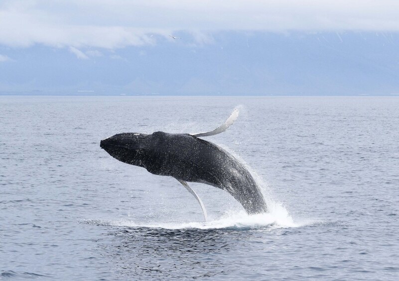 Humpback whale breaches in Faxaflói Bay