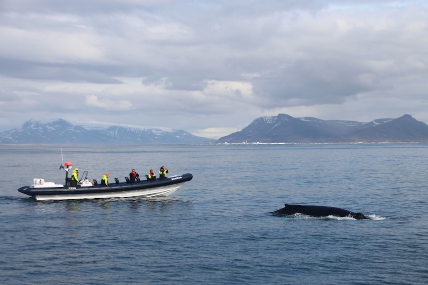 Speedboat stops near whale in Faxaflói Bay