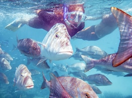 2 Hr Coral Viewing and Snorkeling