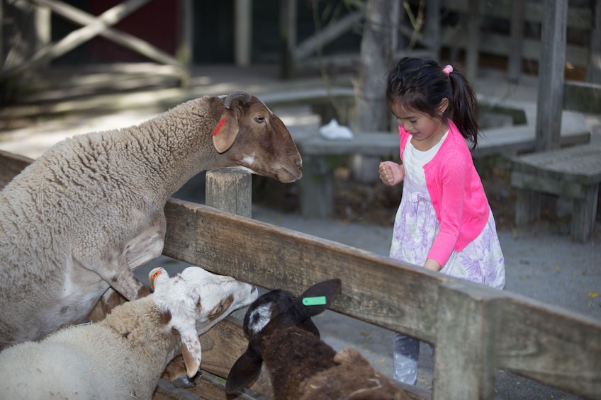 Willowbank Wildlife Reserve Tickets- Guaranteed Kiwi Viewing