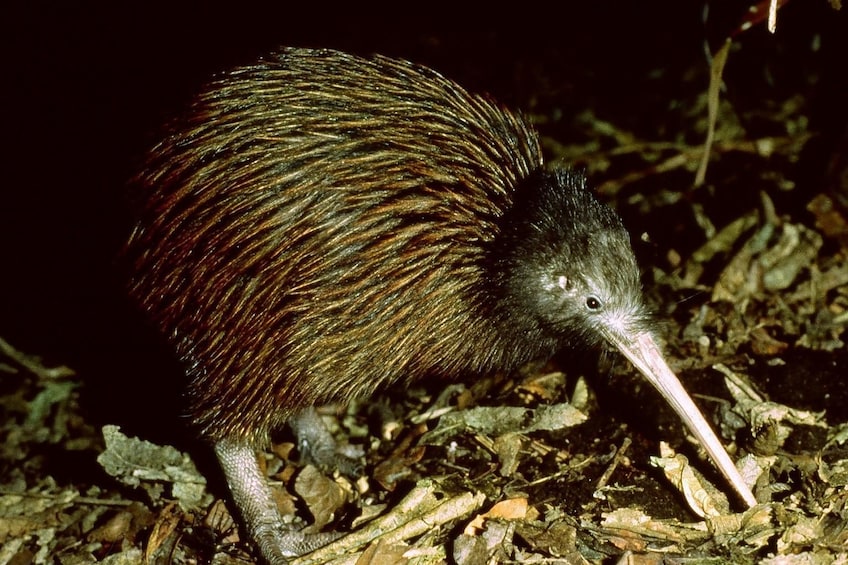 Willowbank Wildlife Reserve Tickets- Guaranteed Kiwi Viewing