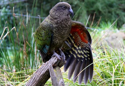 Willowbank Wildlife Reserve Tickets- Guaranteed Kiwi Viewing