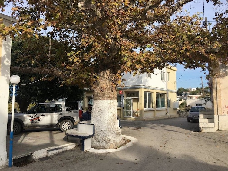 Old tree with bench around it in North Rhodes, Greece