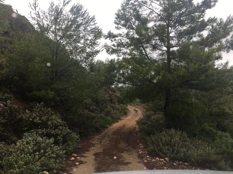 Wooded dirt path in Rhodes, Greece