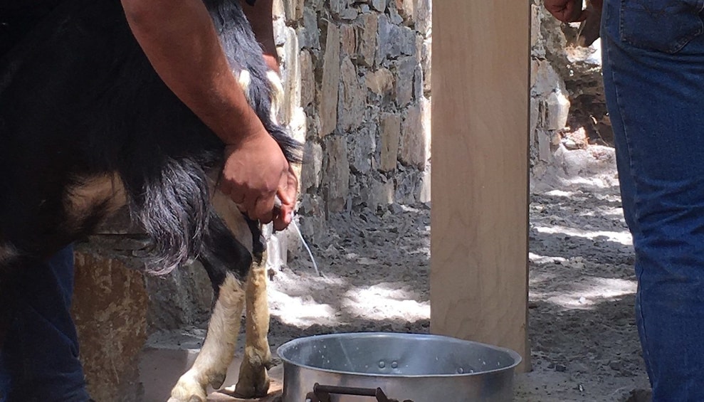 Closeup of man milking goat