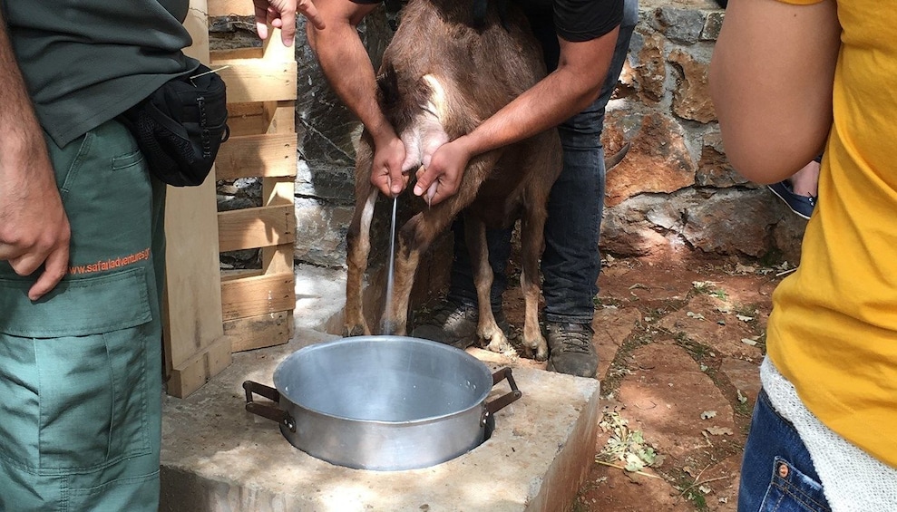 Man demonstrates how to milk a goat in Crete, Greece