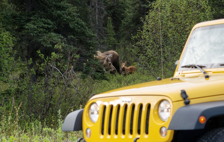 Denali Highway Jeep Excursion