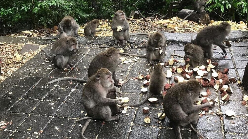 Show item 5 of 8. Bali Sensational: Ubud and Tanah Lot Temple Tour