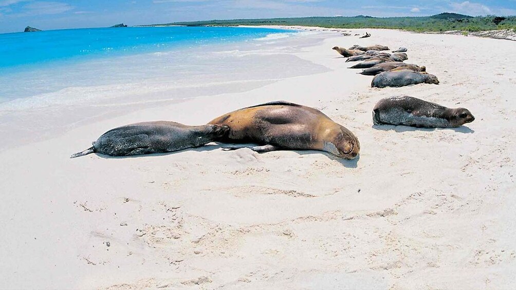 Seals lounge on Galapagos beach