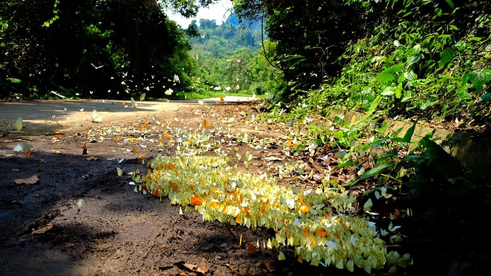 Path surrounded by trees in Cuc Phuong National Park