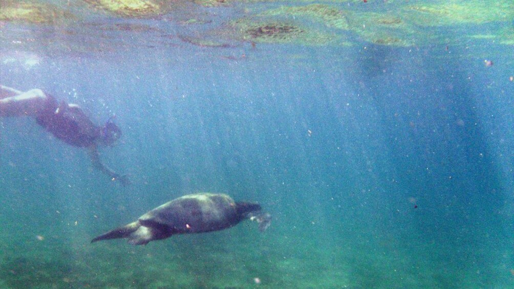 Half-Day Tour to Tintoreras Islet in Isabela - Galapagos