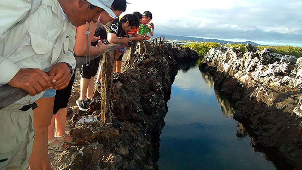 Half-Day Tour to Tintoreras Islet in Isabela - Galapagos