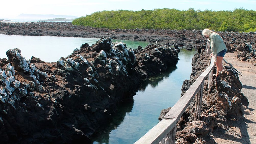 Half-Day Tour to Tintoreras Islet in Isabela - Galapagos