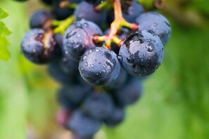 Amazing Wine safari in Montefalco