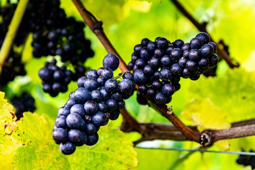 Vineyard Tour