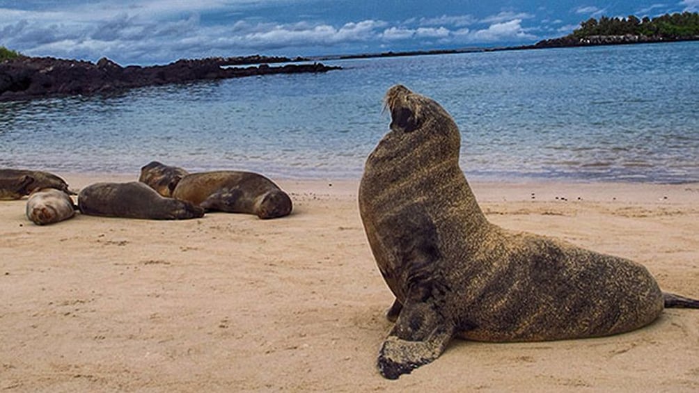 Galapagos Boat Tour: Santa Fe + South Plazas Islands 