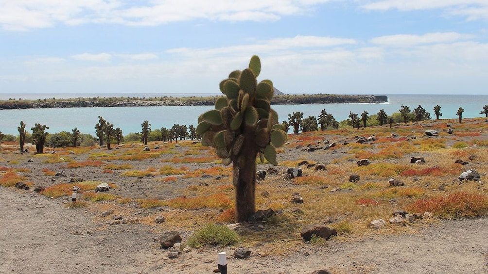 Galapagos Boat Tour: Santa Fe + South Plazas Islands