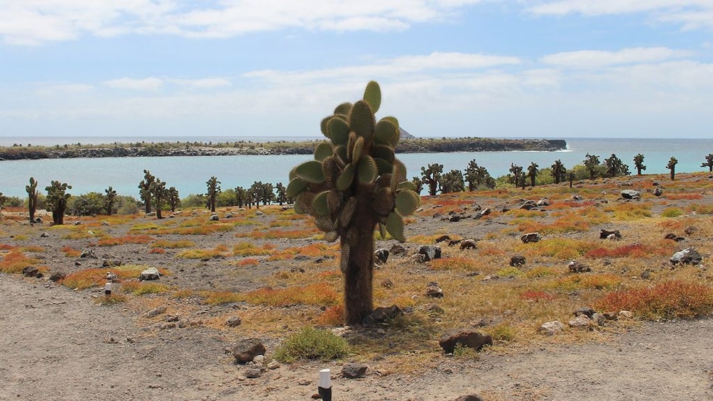 Galapagos Boat Tour: Santa Fe + South Plazas Islands 