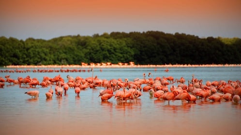 Tur Las Coloradas & Rio Lagartos