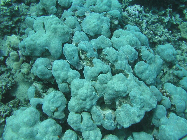 West Side Snorkel Safari