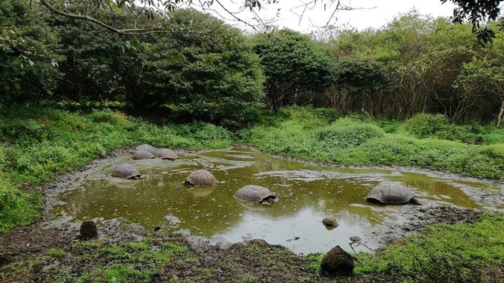 El Chato 2 Reserve Admission Ticket in Santa Cruz Island
