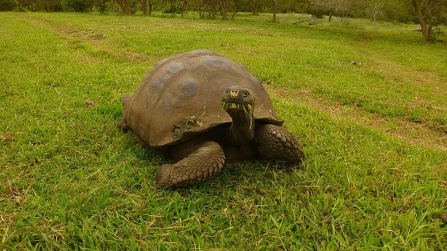 El Chato 2 Reserve Admission Ticket in Santa Cruz Island