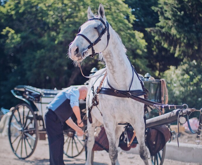 Secrets Of The Fiaker Viennese Horse Carriage