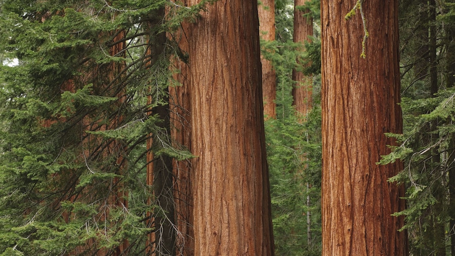 Red wood trees in Muir Woods, San Francisco
