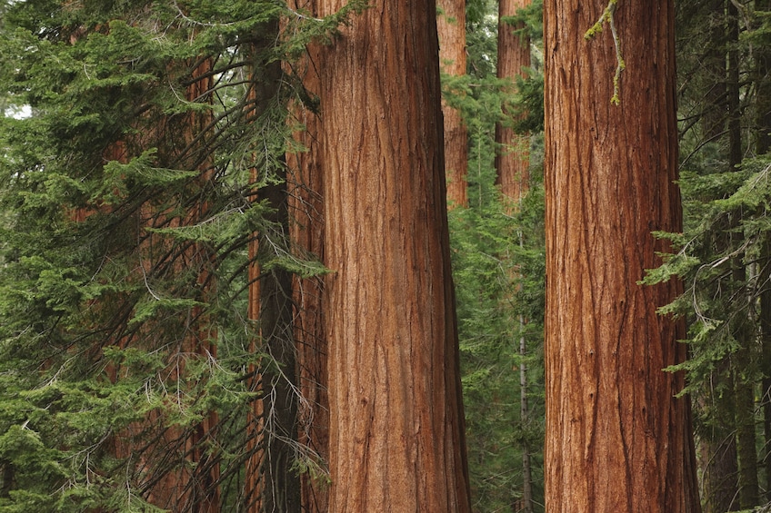 Red wood trees in Muir Woods, San Francisco