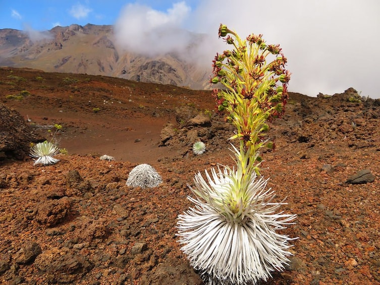 Haleakala Sunrise Best Guided Bike Tour