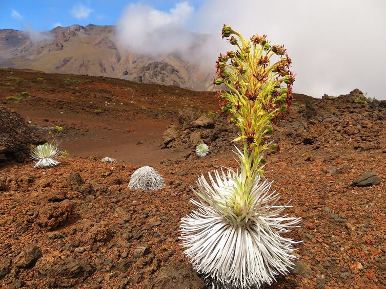 Haleakala Sunrise Best Self-Guided Bike Tour