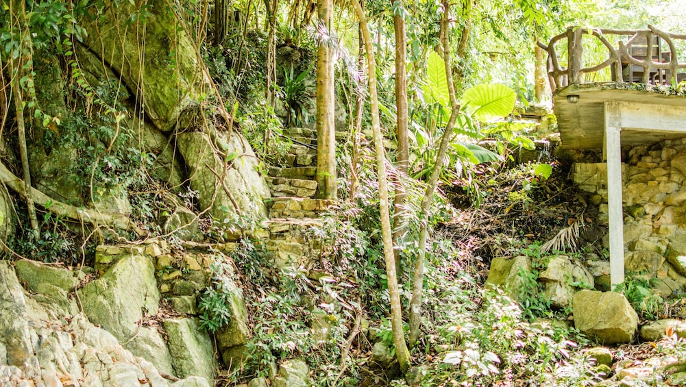 Forestry in Koh Samui

