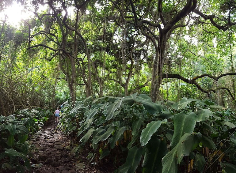 Koolau Waterfall Hike