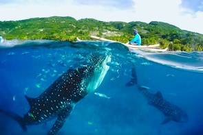 Oslob Whale Shark Encounter with Tumalog Falls - Shared Tour