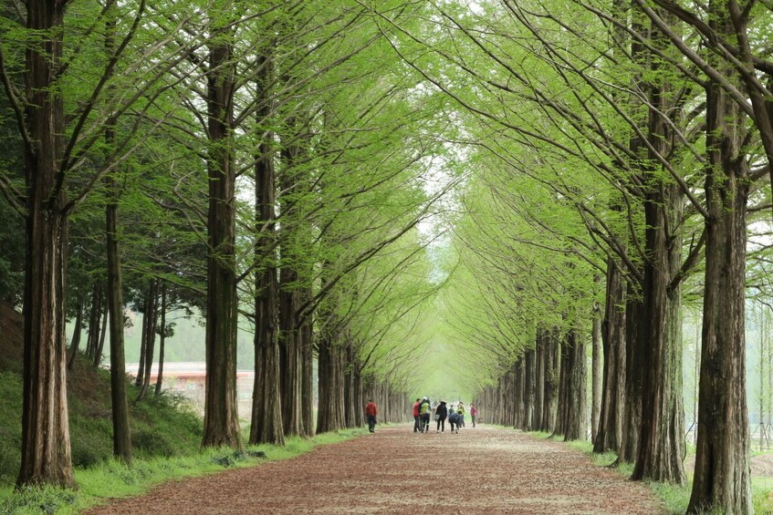 (Gratis meal) Nami  Island+Petite France+Gangchon Rail Bike 