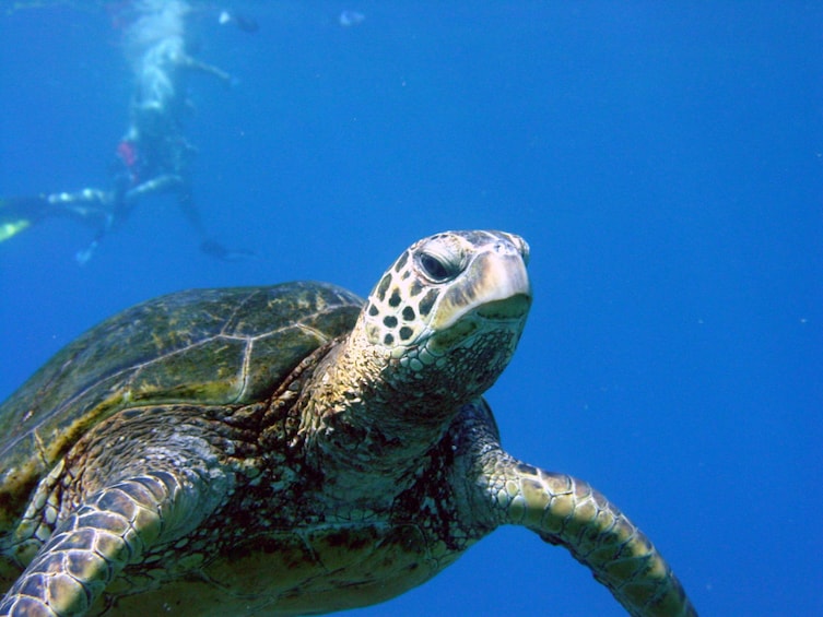 South Maui Premier - Kayak & Snorkel Tour