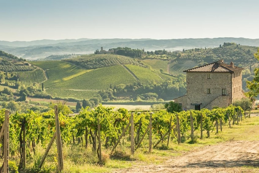 Vineyards near San Gimignano, Italy
