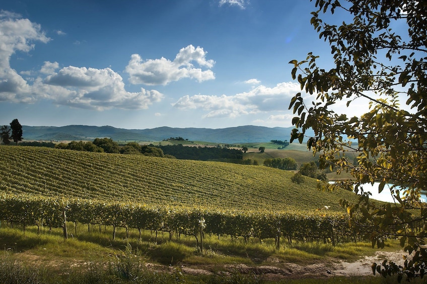 Montalcino Castle & Vineyards Tour with Tasting
