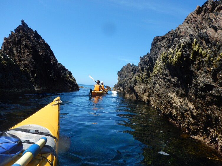 Half Day Sea Kayak Tour