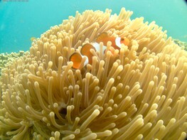 Snorkeling Trip to Hidden Gili's in South Lombok