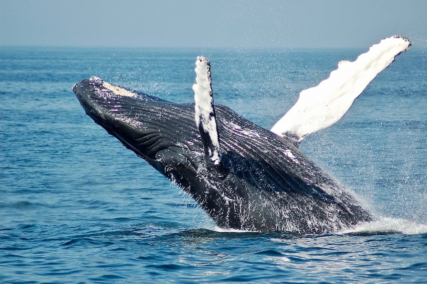 Samana Whales Tour with Bacardi Island and Limon Waterfall