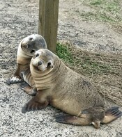 Shore Excursion: Kangaroo Island Scenic Tour