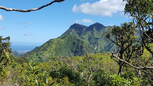 Volcanic Rainforest Hike 