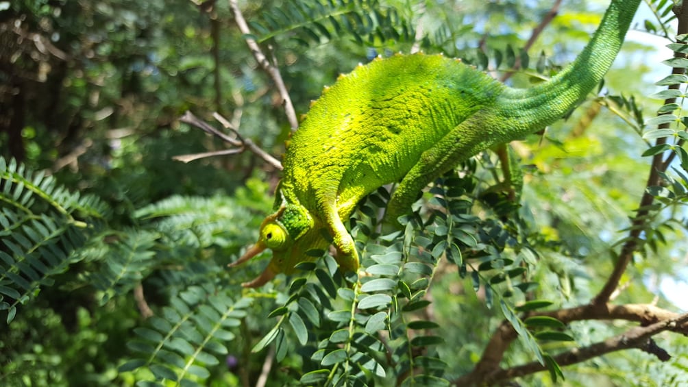 Volcanic Rainforest Hike 