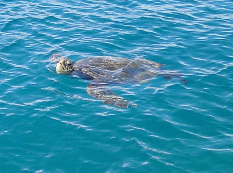 Diamond Head Sail And Snorkel Adventure