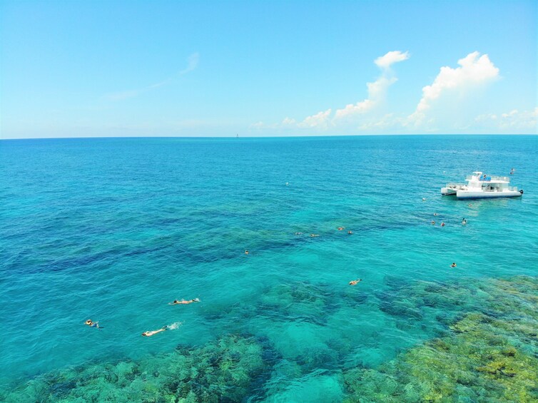 Key West Dolphin Watch & Snorkel Combo